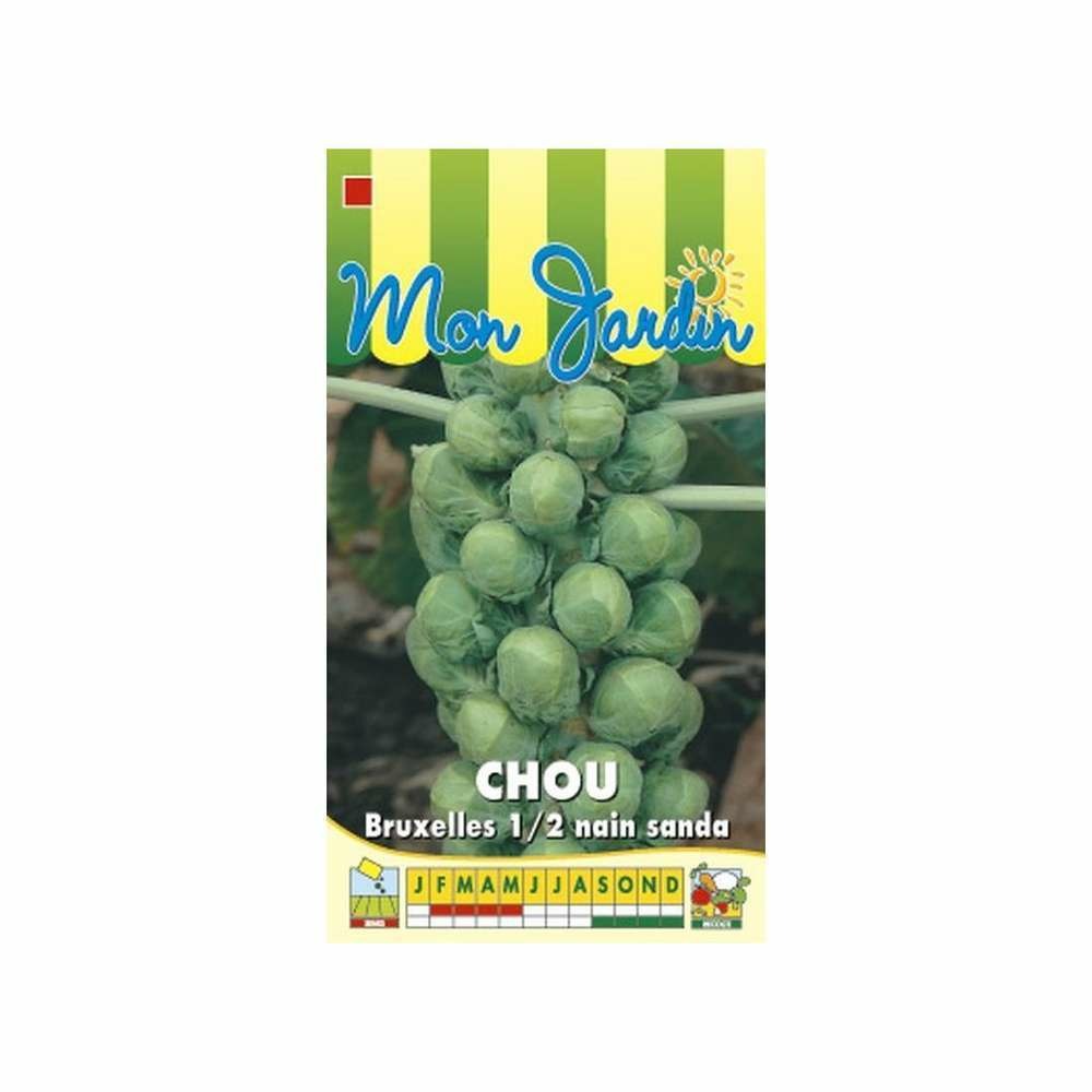 Graines de chou de bruxelles sanda