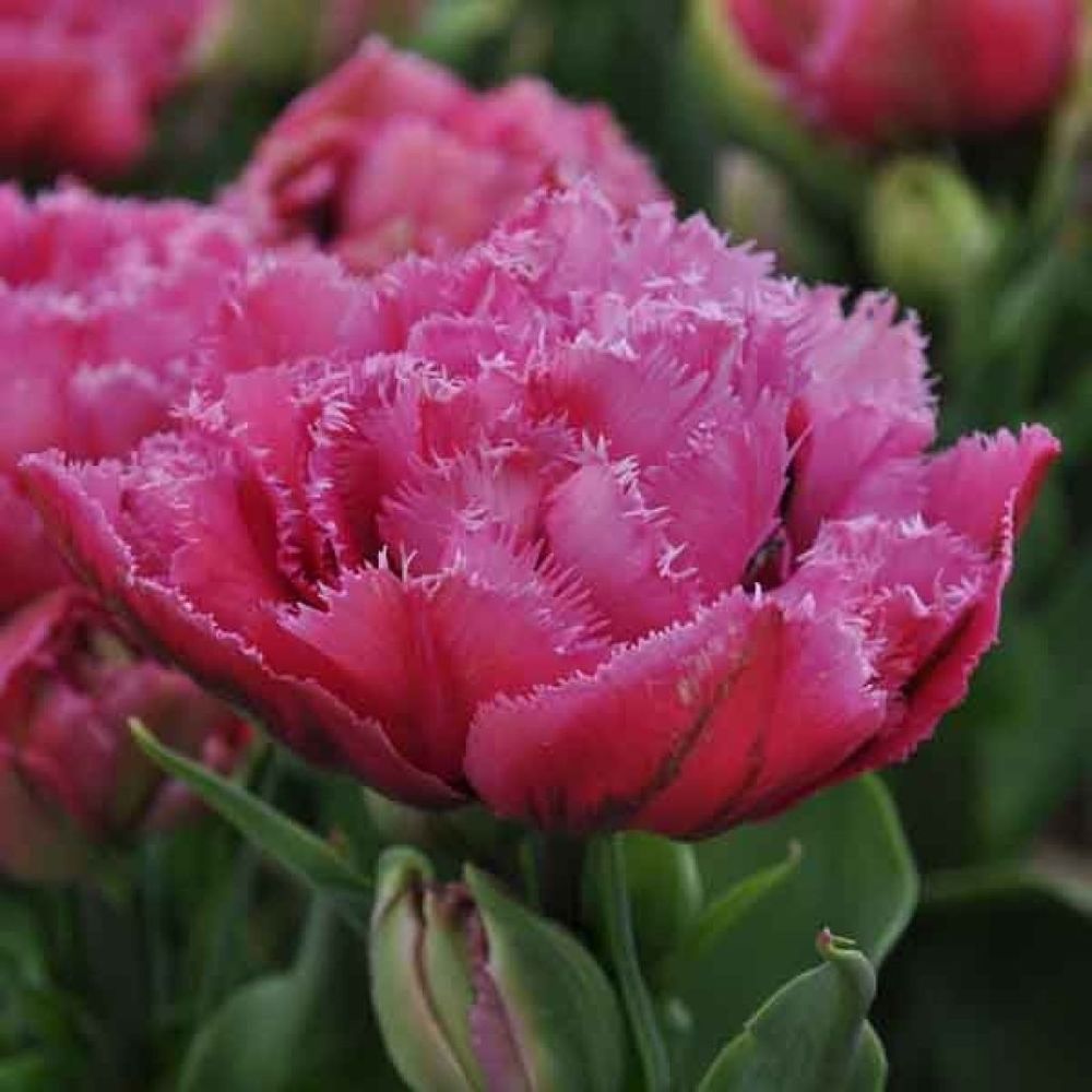 Tulipe dentelles 'matchpoint' bulbe calibre 12+ (par 6)