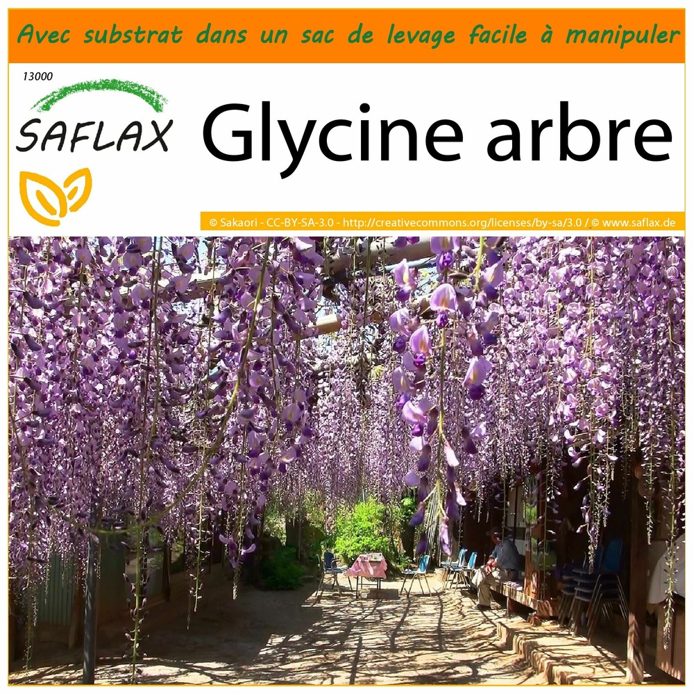 Garden in the bag - glycine arbre - 15 graines - bolusanthus africanus