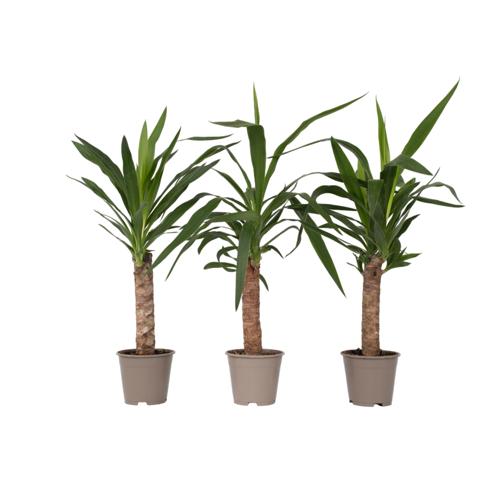 Pied d'éléphant - set de 3 - yucca elephantipes - hauteur 50-60cm - ⌀14cm
