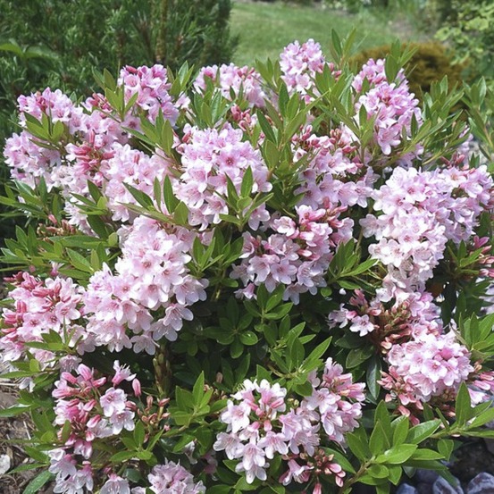 Rhododendron 'bloombux' pot de 2l/3l