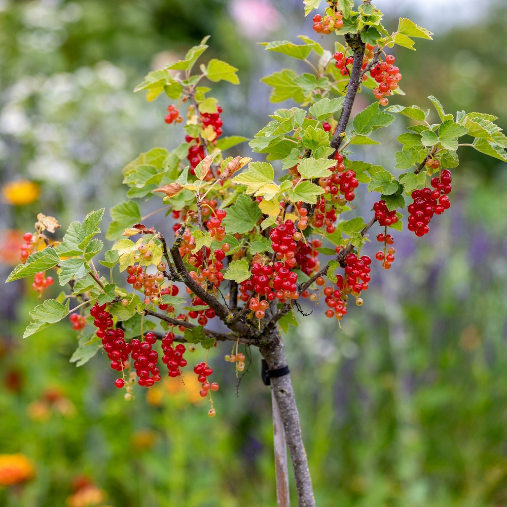 Groseillier rouge sur tige - la motte / tige 100cm