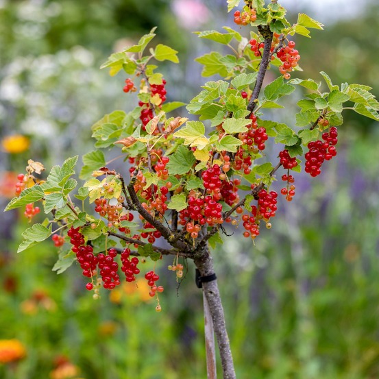 Groseillier rouge sur tige - la motte / tige 100cm