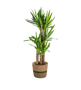 Yucca elephantipes - h90-110 cm