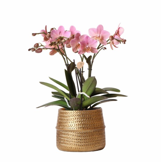 Orchidée rose trévise et son pot doré - hauteur 35cm