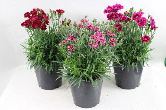 Oeillet caryophyllus pot de 2l