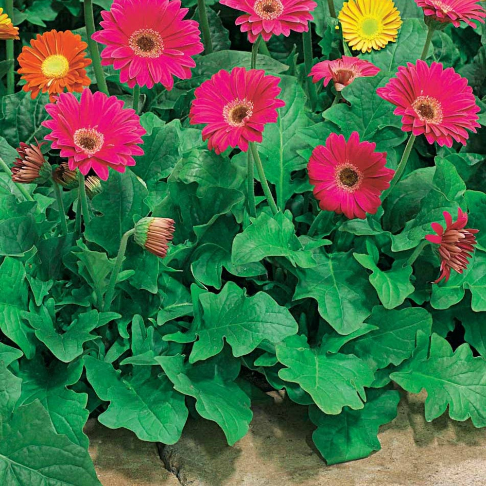 2 garvineas rouges - les 2 pots / 7cm, vendu par lot de 2