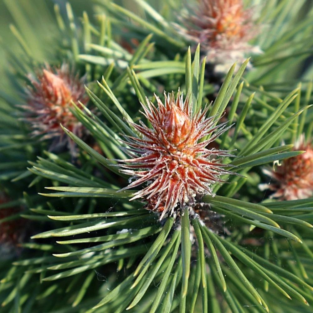 Pin noir bambino® 'gaëlle bregeon', pinus pot de 3l - 20/40 cm