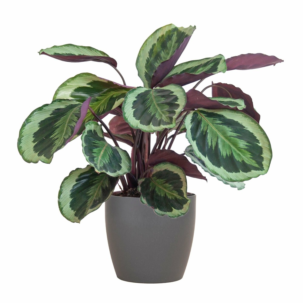 Calathea medaillon et son pot gris - hauteur 65cm