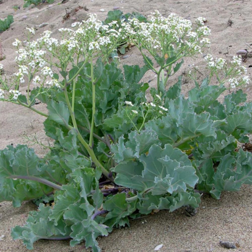 Chou marin, crambe godet - 5/20 cm