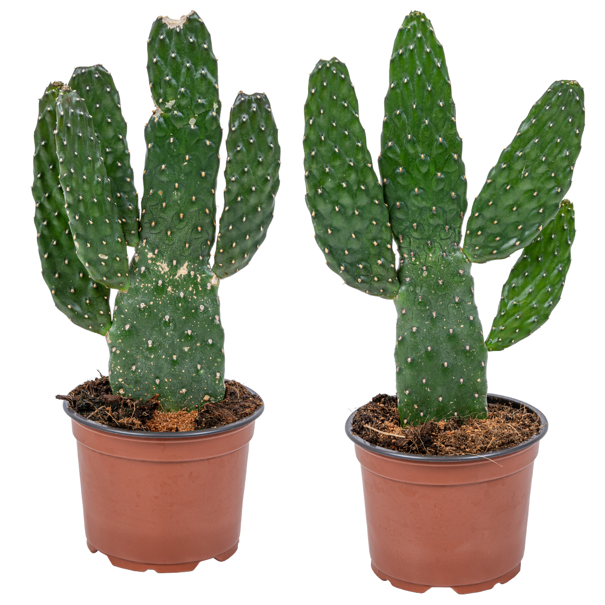 Road kill cactus par 2 pièces - plante d'intérieur et pot de pépinière ⌀12 cm - ↕30 cm