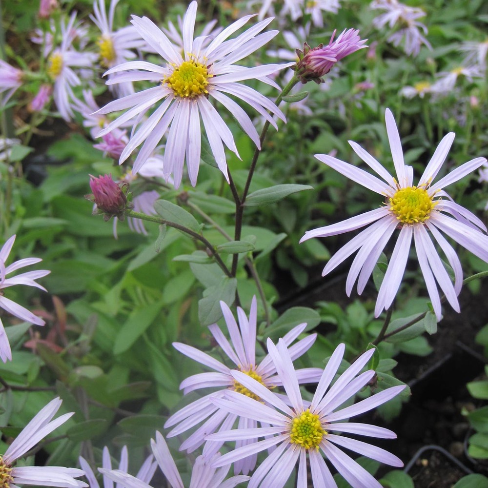 Aster des pyrénées 'lutetia' godet de 8/9 cm
