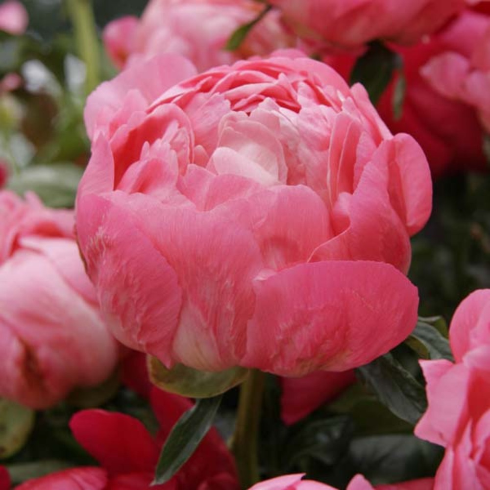 Pivoine de chine 'coral sunset' souche 3/5 yeux