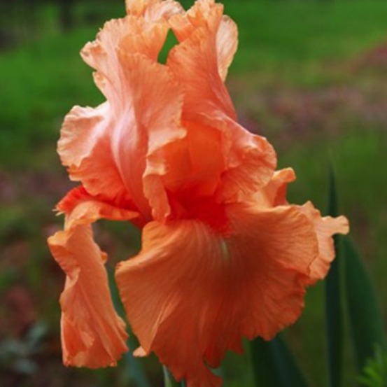 3 iris 'tangerine'