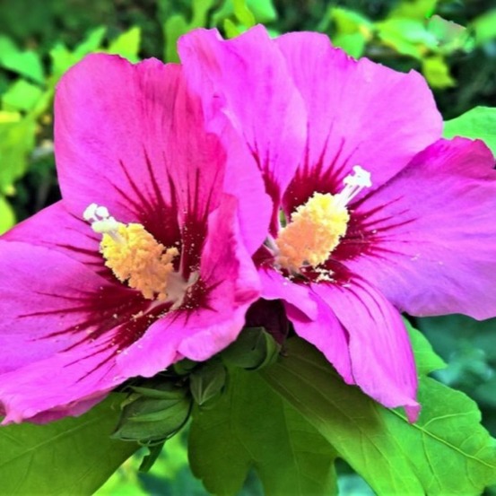 Hibiscus syriacus 'woodbridge' (hibiscus syriacus 'woodbridge')
