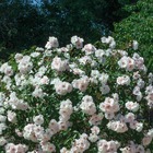 Rosier couvre-sol blanc rose 'Ice Meillandecor®' Meivahyn : en motte