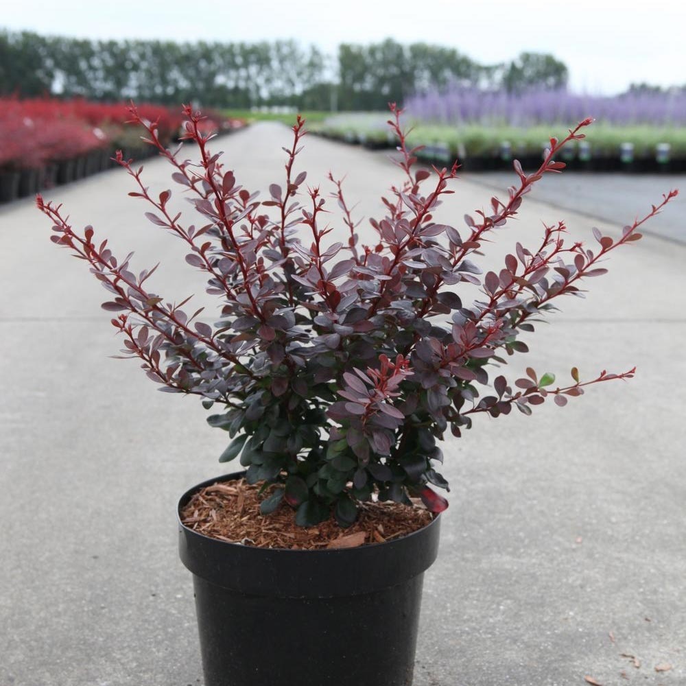 Berberis thunbergii dart's red lady - épine-vinette pot de 2l/3l