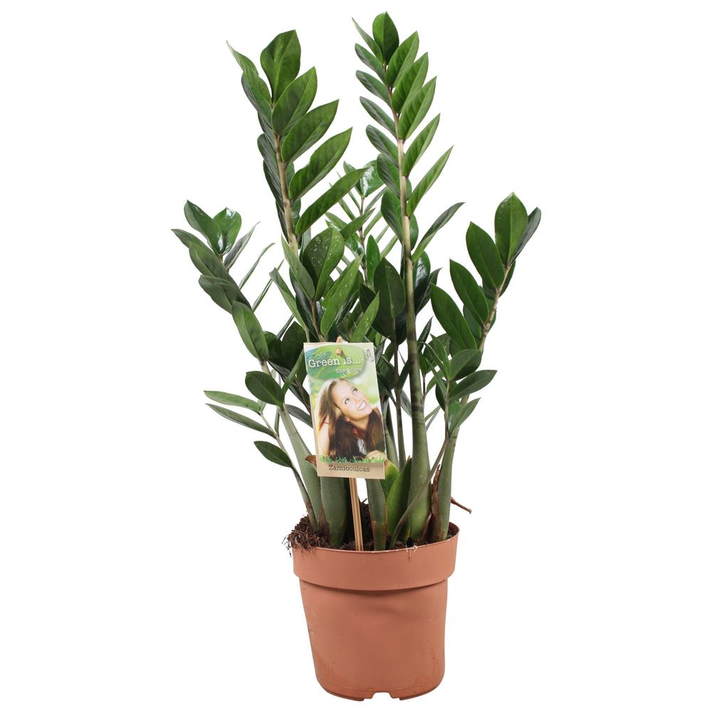 Zamioculcas zamiifolia - ø17cm - ↕70cm - plantes d'intérieur