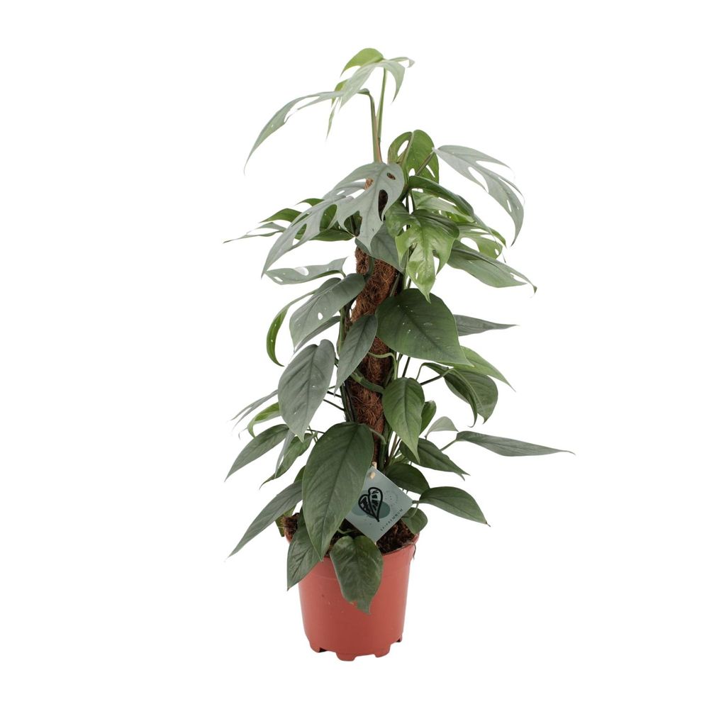 Epipremnum pinnatum cebu blue - ø17cm - ↕60cm - plantes d'intérieur