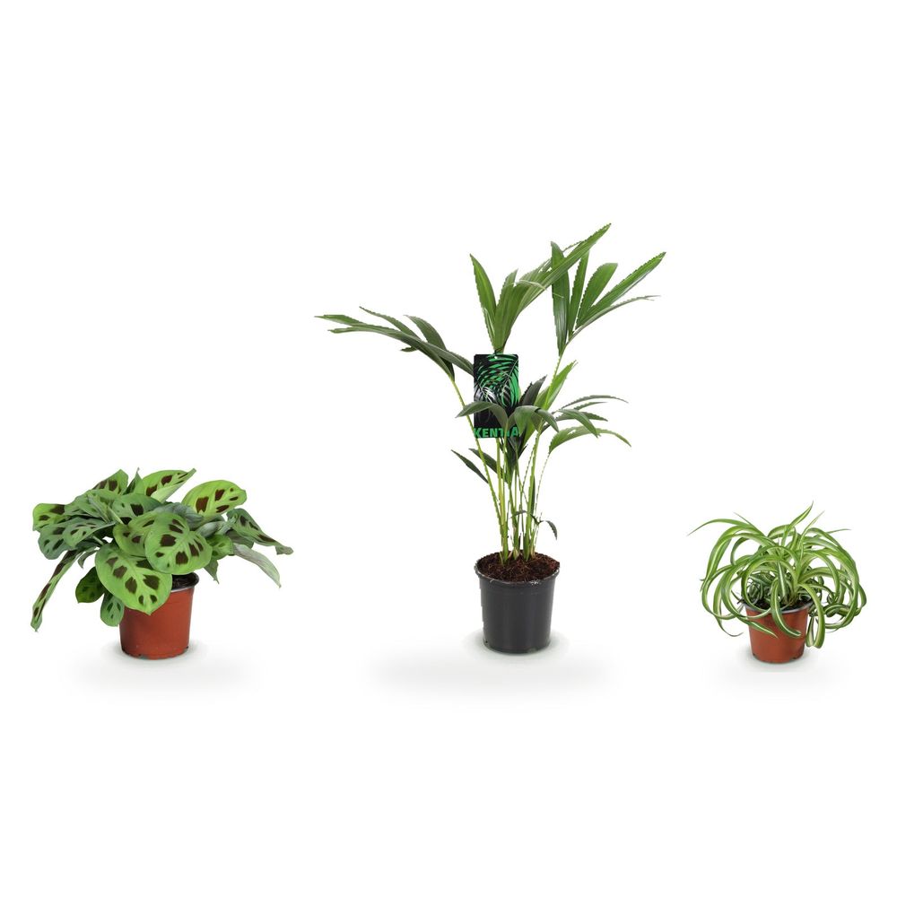 Trio kentia — howea forsteriana, chlorophytum comosum bonnie & maranta fascinator kerchoveana
