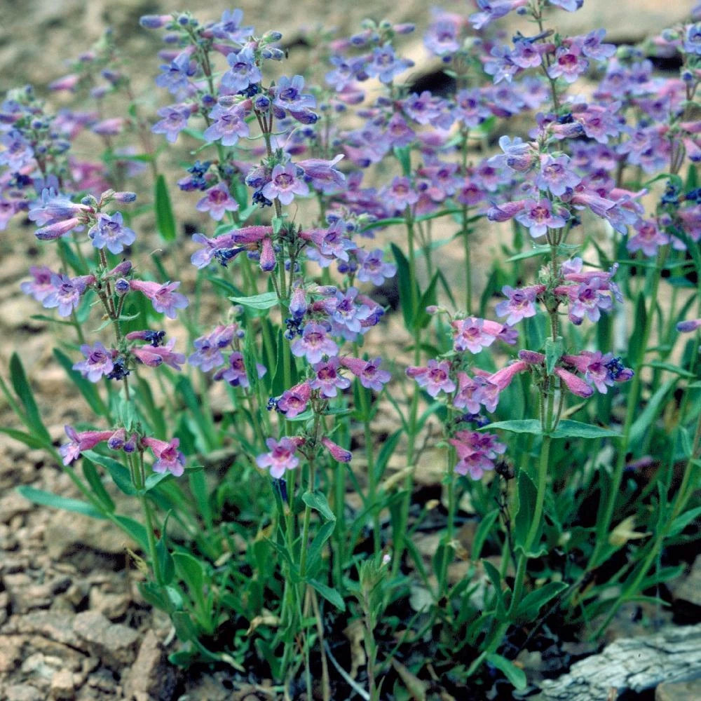 Penstemon virens lot de 5 godets