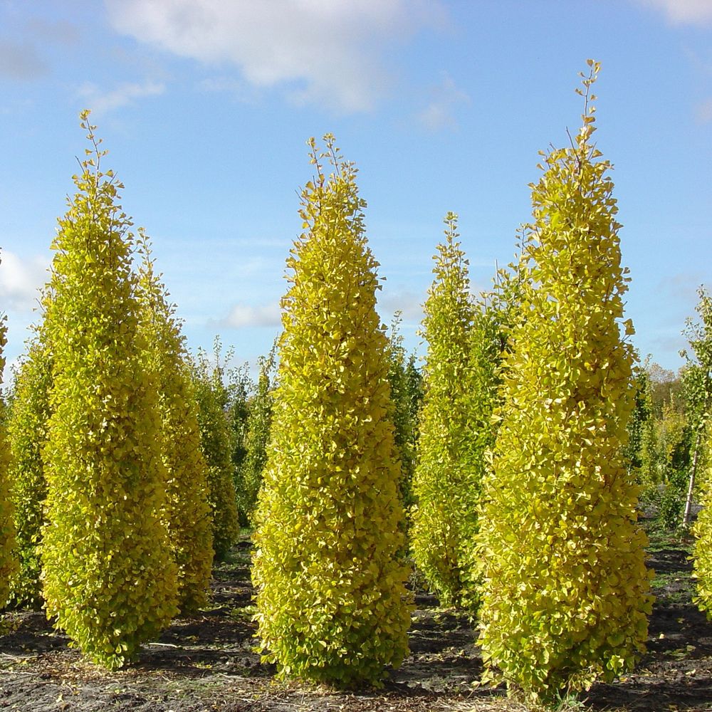Arbre aux 40 écus 'fastigiata blagon' pot de 7,5l/10l