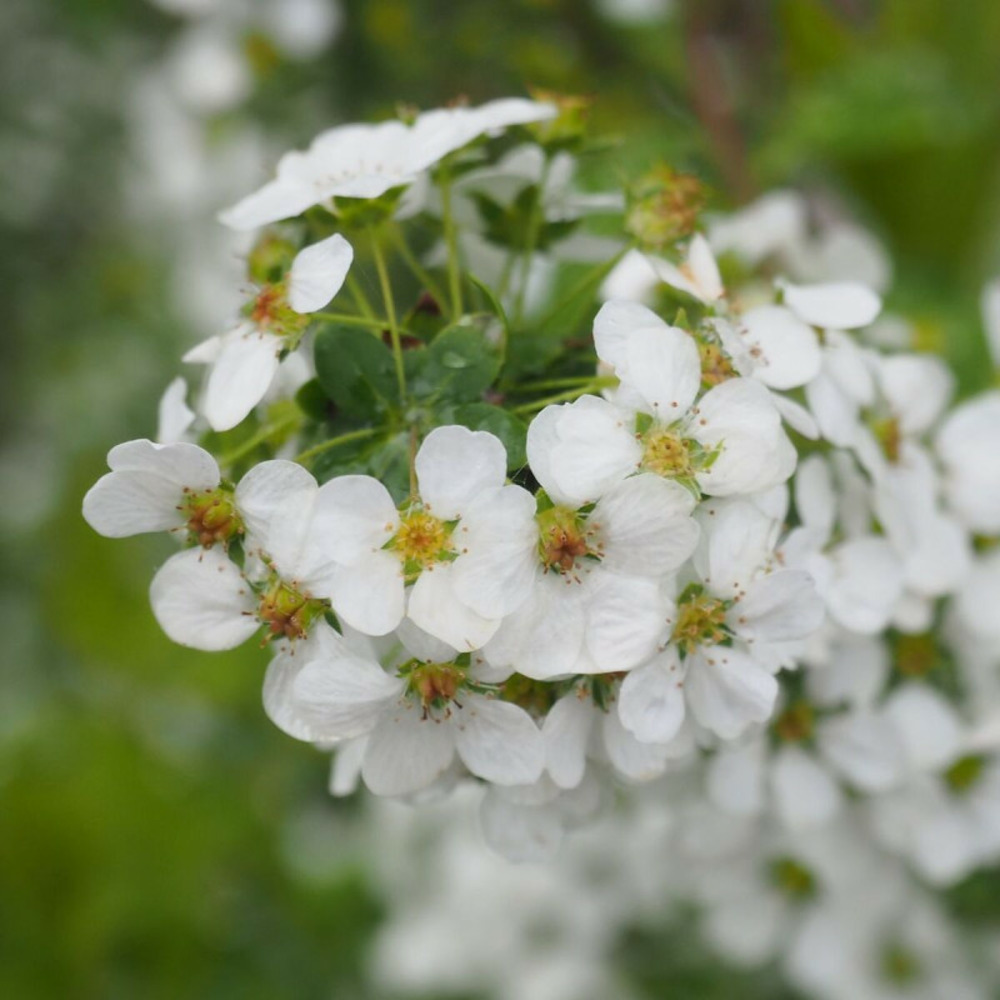 Spirée dentelée, spiraea pot de 7,5l - 60/80 cm