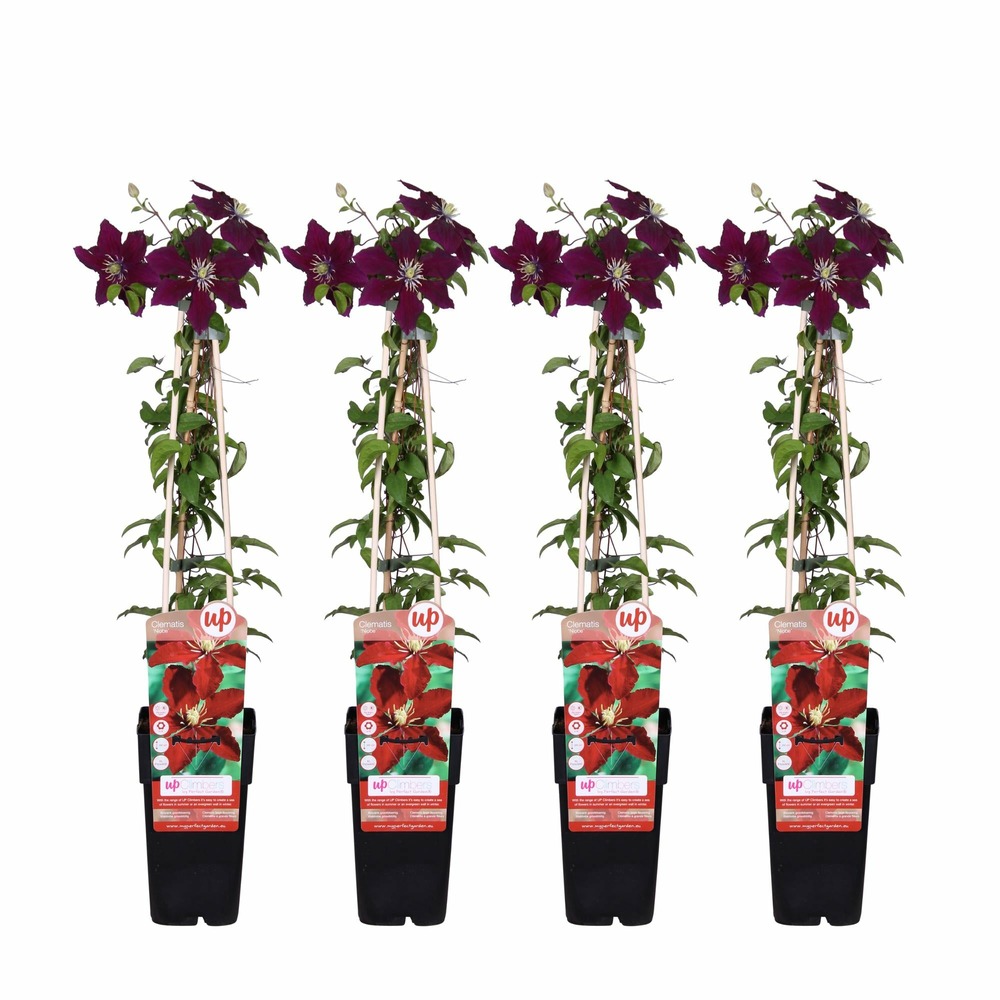 Lot de 4 - clematis niobe - h65 cm - ø15 cm