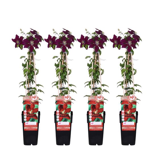 Lot de 4 - clematis niobe - h65 cm - ø15 cm