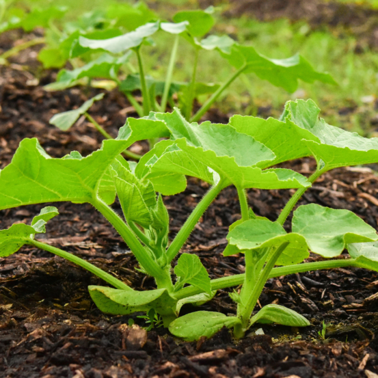 3 plants poiree carde de berac (blette) motte 7cm