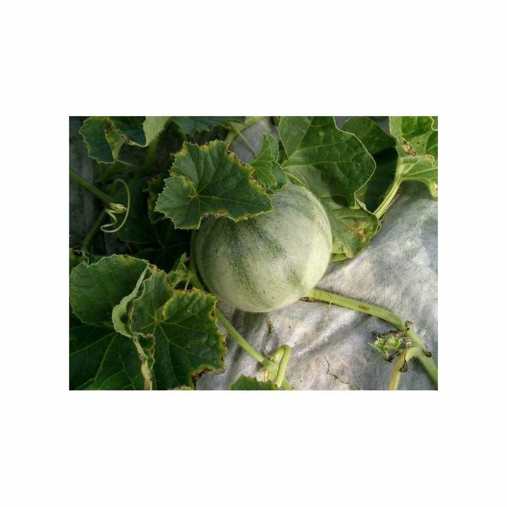 Melon cantaloup charentais