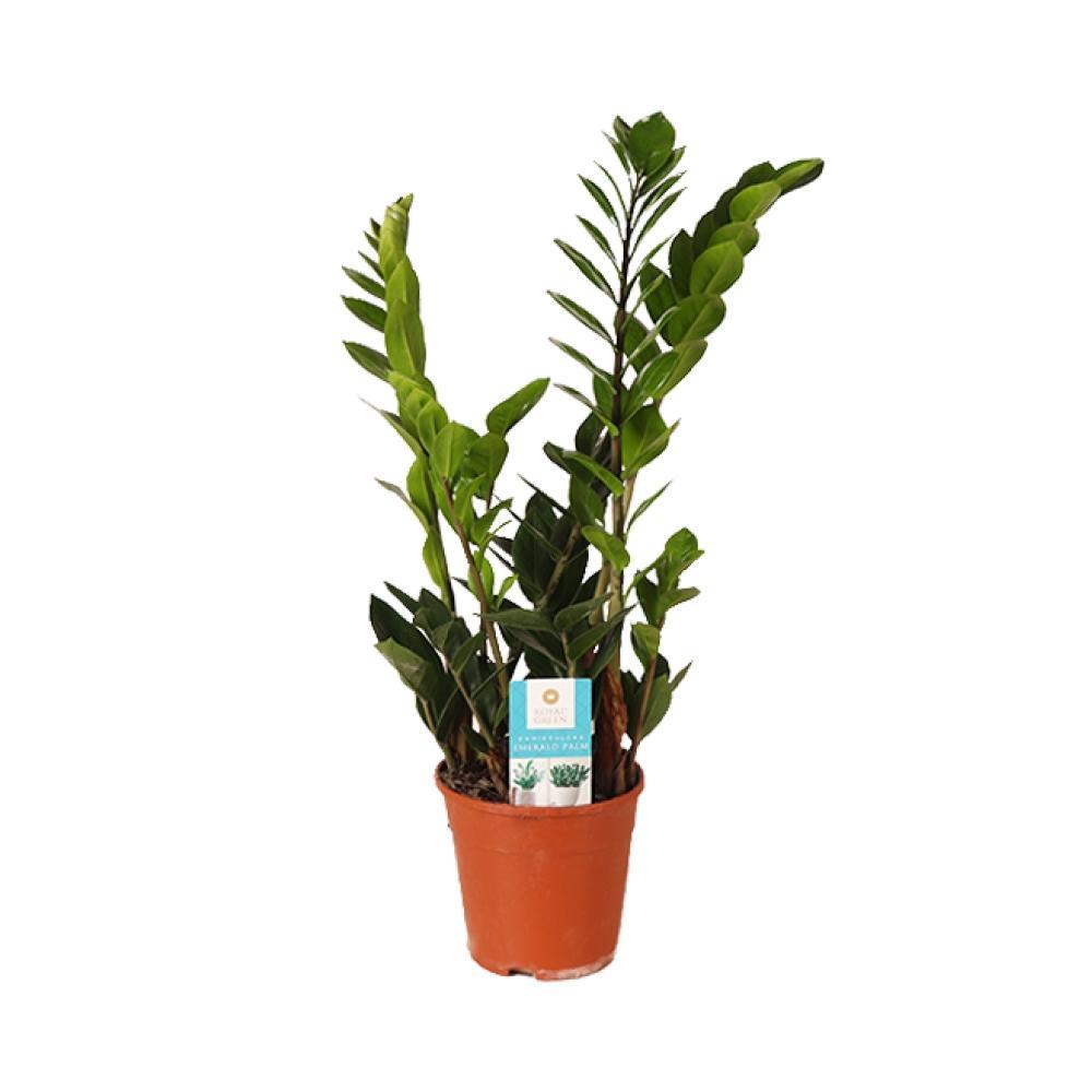 Plante d'intérieur - zamioculcas zamiifolia 45.0cm