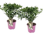 Hydrangea paniculata 'confetti' - hortensia - set de 2 - ⌀19cm - hauteur 25-40cm