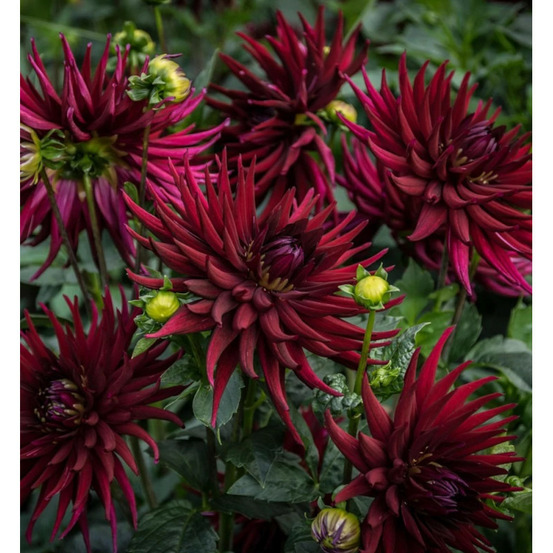 Bulbe de dahlia cactus nain leslie sachet de 1 bulbe