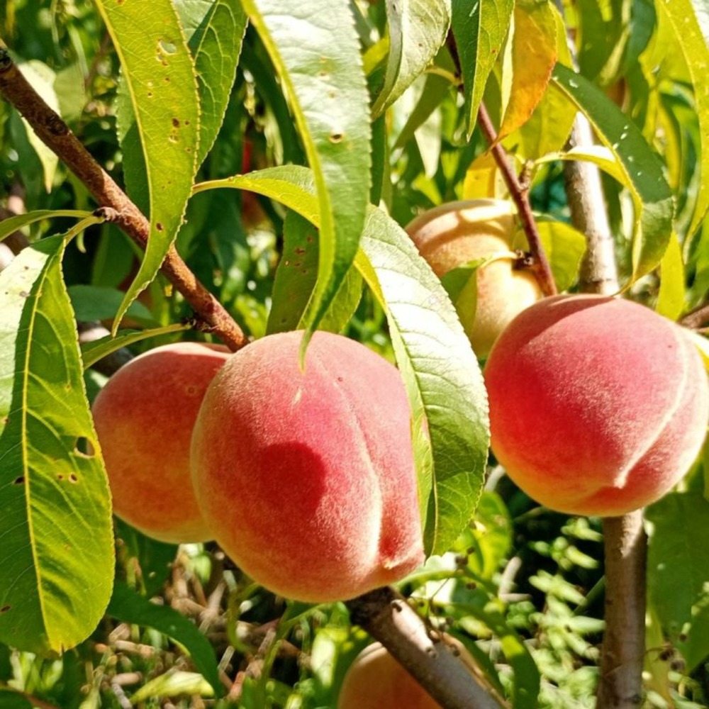 Pêcher nucipersica mme blanchet 120cm 7,5l - prunus persica