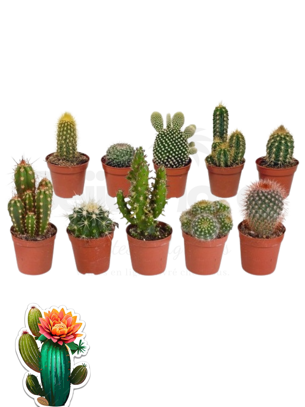 Cactus mélange de 10 pots h-7/15cm
