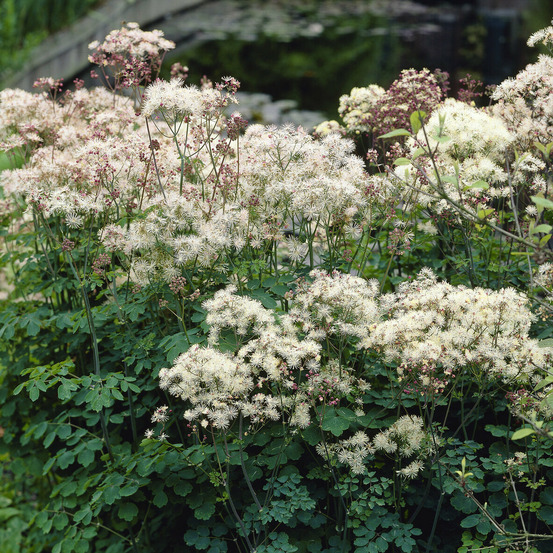 Pigamon delavayi blanc - le pot / ø 9cm