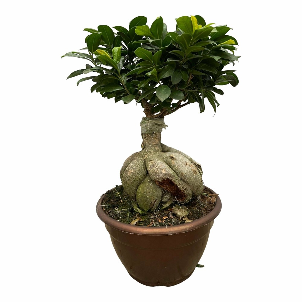 Ficus microcarpa ginseng - h40-50 cm - ø14 cm