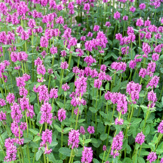 Epiaire grandiflora lot de 5 godets