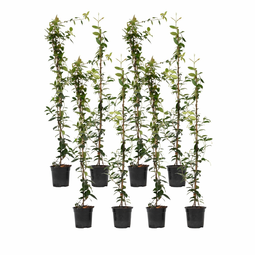 Jasmin étoilé - set de 8 - trachelospermum jasminoides - h110-120cm - ⌀17cm
