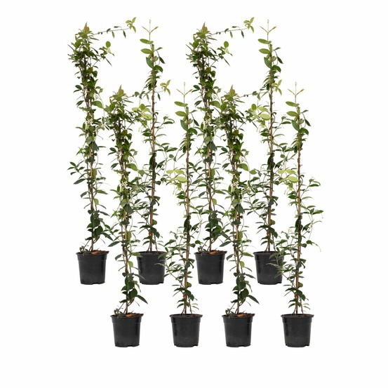 Jasmin étoilé - set de 8 - trachelospermum jasminoides - h110-120cm - ⌀17cm