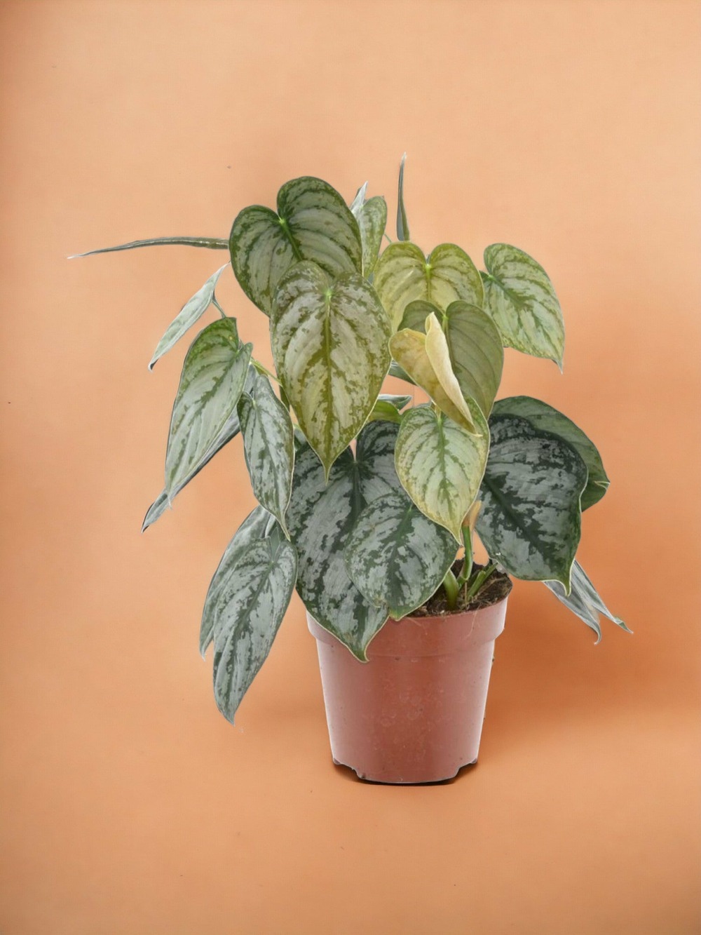 Philodendron brandtianum
