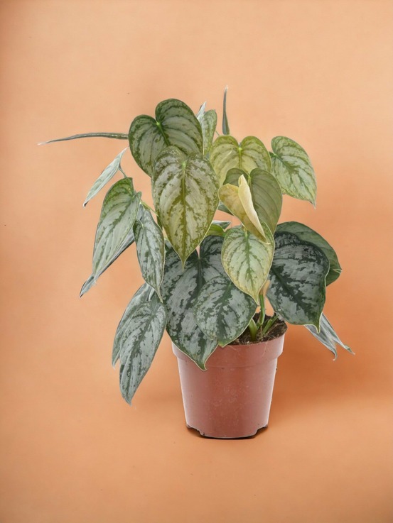 Philodendron brandtianum