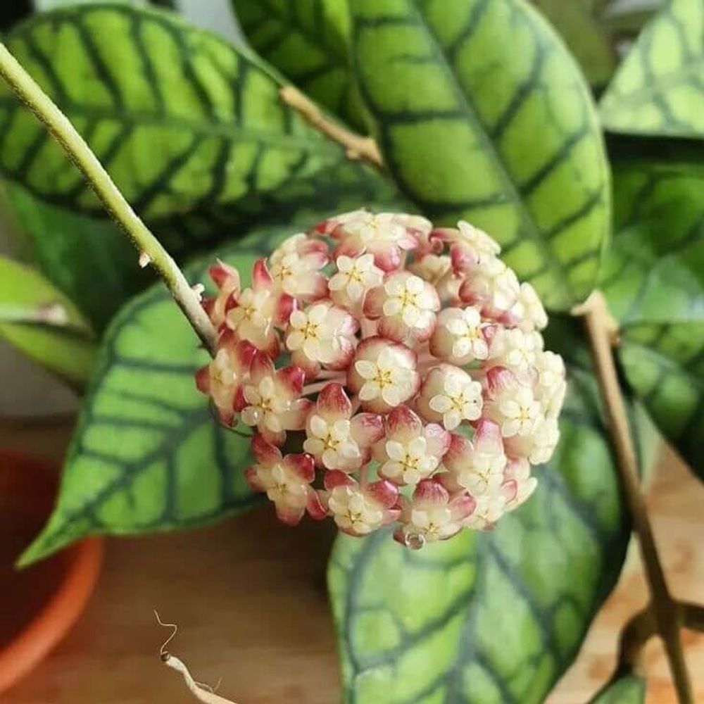 Hoya callistophylla - pot de 11cm