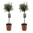 Olea europaea - olivier sur tige - set de 2 - pot 19cm - hauteur 80-90cm