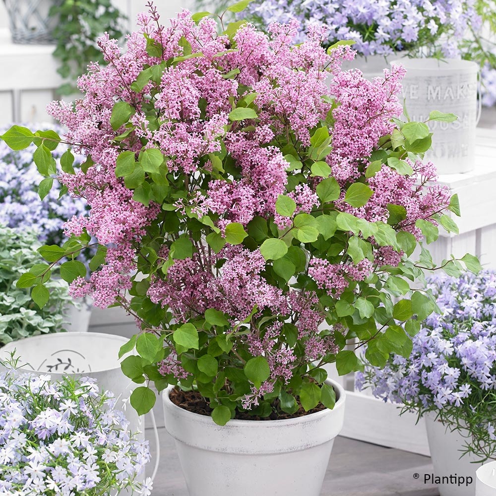 Lilas 'flowerfesta pink' pot de 3l/4l
