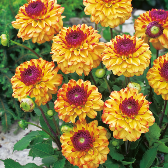 Dahlia icoon ball - 2 bulbes