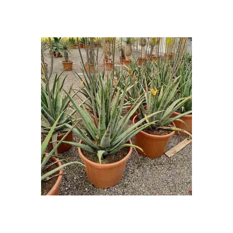 Aloe vera (syn. A. Barbadensis) taille pot de 2 litres - 20/40 cm