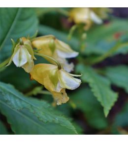 Balsamine, impatience vivace 'ice storm' godet de 8/9 cm
