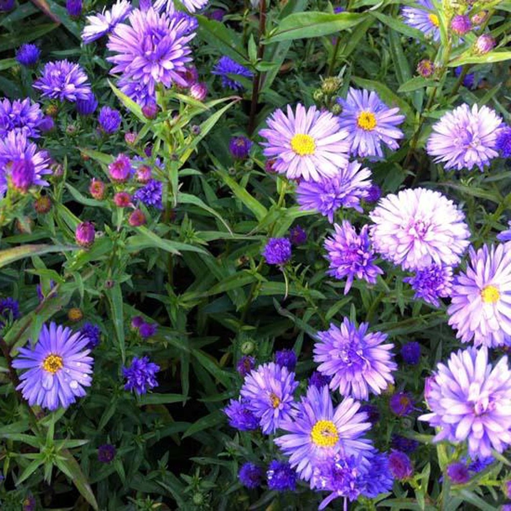 Aster grand d'automne 'dauerblau' godet de 8/9 cm